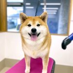 柴犬　なるちゃん