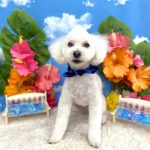 トイプードル　くぅくん