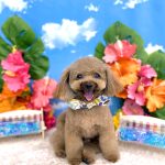 トイプードル　ぽんたくん　ハーブパック