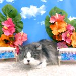 ねこ　マンチカン　アズキくん