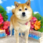 柴犬　ナツちゃん