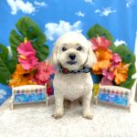マルプー　きゅーとくん