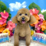 トイプードル　ラティちゃん