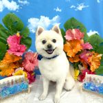 ポメラニアン　プー助くん