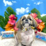 シーズー　陸くん　シルクパック　炭酸泉入浴