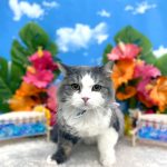 初めてご来店　ねこ　ラガマフィン　ロペくん　PV動画あり
