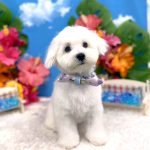 初めてご来店　マルチーズ　ぽぽくん　PV動画あり