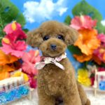 初めてご来店　トイプードル　くるみちゃん　PV動画あり