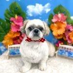 シーズーｘペキニーズ　　テヤンくん　泥パック