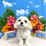 さくらちゃん