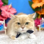 ねこ　スコティッシュフォールド　ゴートンくん