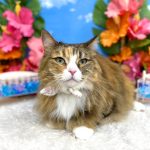 ねこ　ノルウェージャンフォレスト　ロアちゃん