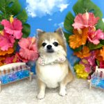 チワワ　どんぐりちゃん