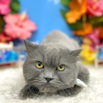 ねこ　サイベリアン　まるるちゃん