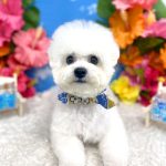 初めてご来店　ビションフリーゼ　ちゃむくん　PV動画あり