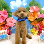 トイプードル　愛来（あいく）くん