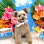 トイプードル　てんてんちゃん