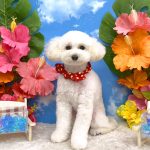 初めてご来店　トイプードル　ぷいちゃん　PV動画あり