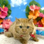 ねこ　マンチカン　みるくくん