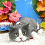 ねこ　スコティッシュフォールド　いちごくん
