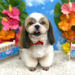 シーズー　スフレちゃん