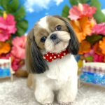シーズー　マフィンちゃん