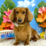 ミニュチュアダックス　チョコくん