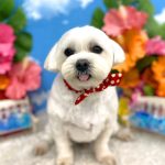 マルチーズ　ちのくん