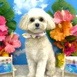 初めてご来店　マルプー　うにちゃん　PV動画あり
