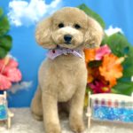 マルプー　ノエルちゃん