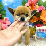 ポメラニアン　れおちゃん