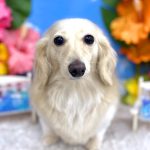 カニンヘンダックス　くうちゃん