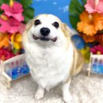 コーギーｘチワワ　もねちゃん