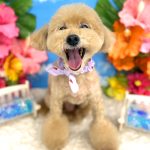 トイプードル　りなこちゃん
