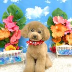 トイプードル　うるちゃん