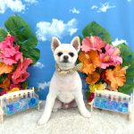 ポメラニアン　こまめくん