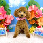 初めてご来店　トイプードル　ルナちゃん　PV動画あり
