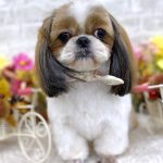 シーズー　スフレちゃん