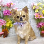 初めてご来店　チワワ　ナッツちゃん　PV動画あり