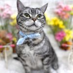 ねこ　アメリカンショートヘア　とらきちくん