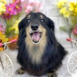 ダックスフンド　ダックスちゃん