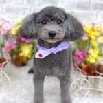 初めてご来店　トイプードル　ベックスくん　PV動画あり