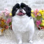 狆　福丸くん