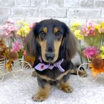 初めてご来店　ダックスフンド　ここあくん　PV動画あり
