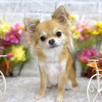 チワワ　モモちゃん