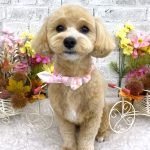マルプー　ナラちゃん