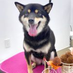 柴犬　はるちゃん
