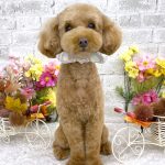 トイプードル　ももちゃん