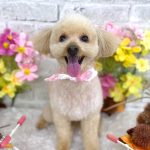 トイプードル　トトちゃん