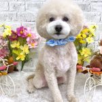 トイプードル　バニラくん　カシミヤシャンプー